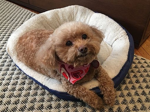 puppy boutique in brooklyn
