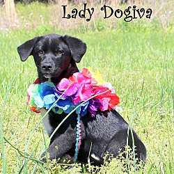 Thumbnail photo of Lady Dogiva~adopted! #2