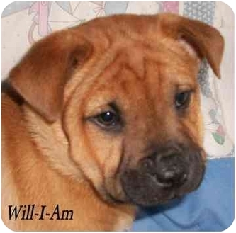Ozark Al American Bulldog Meet Will I Am A Pet For Adoption Ozark Al American Bulldog Meet Will