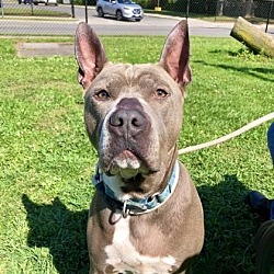 Photo of Blue Poor Boy Long Term Shelter Resident