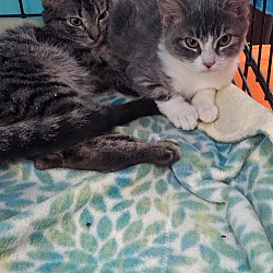Photo of Tiger and Fiona