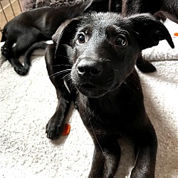 Thumbnail photo of Samosa - Box Pup Survivor #1