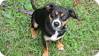 rat terrier feist mix