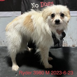 Photo of Ryder 3980