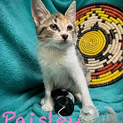 Thumbnail photo of Paisley #3