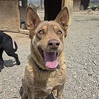 adopt a pet