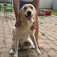 adopt a pet