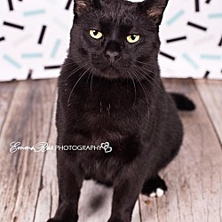 Thumbnail photo of Black Kitty #2