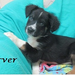 Thumbnail photo of Carver #2