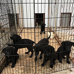 Photo of 6 lab/shep puppies