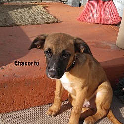 Thumbnail photo of CHACORTA #2