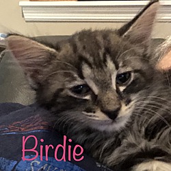 Thumbnail photo of Birdie #1