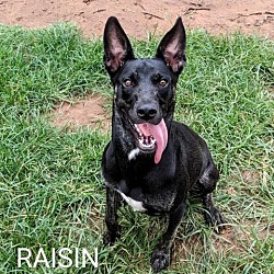 Photo of Raisin