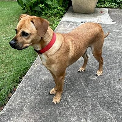 Norcross, GA - Beagle/Chihuahua. Meet Dante a Pet for Adoption