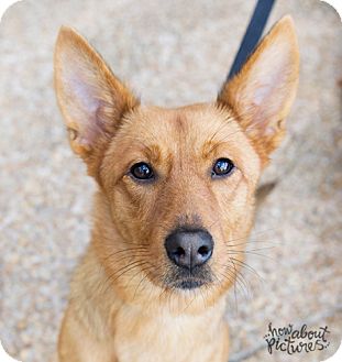 Atlanta Ga Shiba Inu Meet Ruby A Pet For Adoption