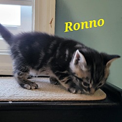 Photo of RONNO Kitten (m)