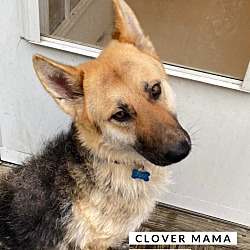 Photo of Clover Mama