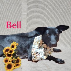 Thumbnail photo of Bell #1