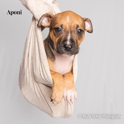 Thumbnail photo of Aponi #3