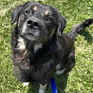 Adopt A Pet :: Gardener - Lancaster, OH