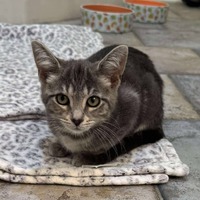 adopt-pet