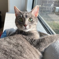 adopt-pet
