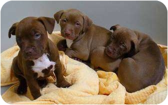 Buffalo Ny Labrador Retriever Meet Lab Bully Mix Pups 10 Weeks A Pet For Adoption Adoptapet Com