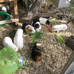 Thumbnail photo of Guinea Pigs( 3F & 4M)) #1