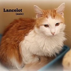 Thumbnail photo of Lancelot #1