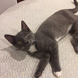 Photo of Gray tuxedo kitten male