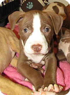 American Pit Bull Terrier Adoption