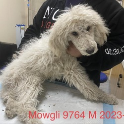 Photo of Mowgli 9764