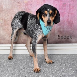 Photo of Spook