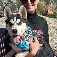 adopt a pet