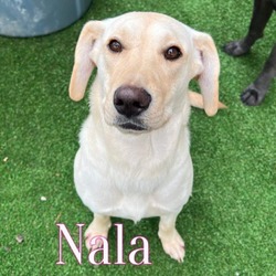 Thumbnail photo of Nala #2