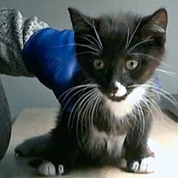 adopt a pet