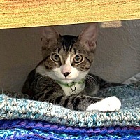 adopt-pet