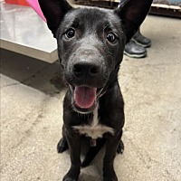 adopt a pet