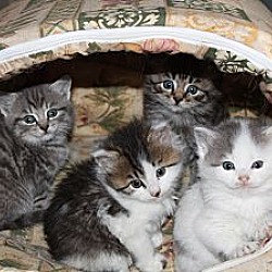 Thumbnail photo of Bunch of Kittens #1