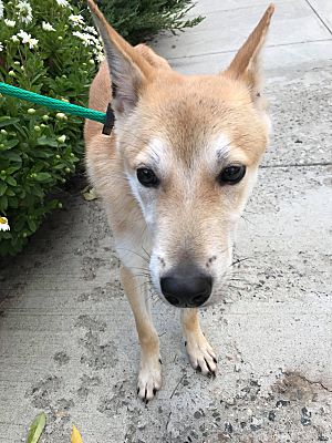 Long Island City Ny Shiba Inu Meet Gumji A Pet For Adoption