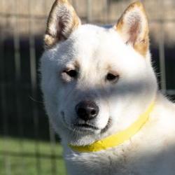 Shiba Inu Puppies For Sale In Colorado Springs Colorado