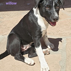 Photo of Willow