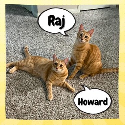Thumbnail photo of Howard Wolowitz & Raj Koothrappali #1