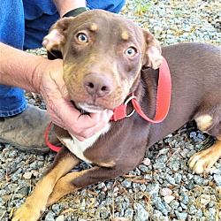 Photo of Showtime Dobie Mix Puppy in Kill Shelter