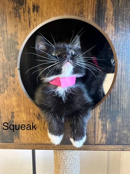 Photo of Squeak