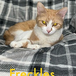 Thumbnail photo of Freckles #2