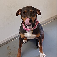 adopt a pet