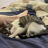 adopt a pet