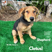 adopt a pet