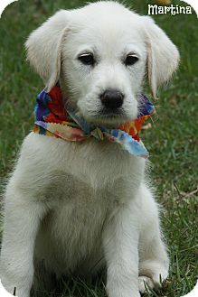 great pyrenees lab mix